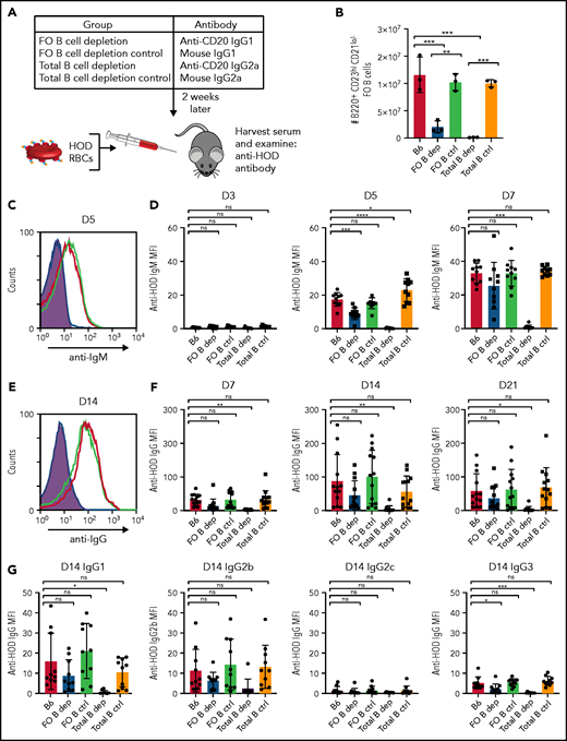 HOD alloantibody production occurs independently of FO B cells. (A) General experimental design. B6 recipients received FO B-cell–depleting, total B-cell–depleting, or IC antibodies, followed by HOD RBC transfusion 2 weeks later. Serum was collected 3, 5, 7, 14, and 21 days following transfusion and examined for anti-HOD antibodies by flow cytometric analysis. (B) Quantification of absolute number of B220+CD23hiCD21lo FO B cells in splenocytes of B6 recipients that received PBS (B6), FO B-cell–depleting antibody anti-CD20 IgG1 (FO B dep), mouse IgG1 IC antibody (FO B ctrl), B-cell–depleting antibody anti-CD20 IgG2a (Total B dep), or mouse IgG2a IC antibody (Total B ctrl). (C-D) Representative line graph (C) and quantification (D) of anti-HOD IgM alloantibody formation in FO B-cell–depleted recipients (blue) compared with B6 control (red) and total B-cell–depleted (purple) recipients following HOD RBC transfusion. (E-F) Representative line graph (E) and quantification (F) of anti-HOD IgG alloantibody formation in FO B-cell–depleted recipients (blue) compared with B6 control (red) and total B-cell–depleted (purple) recipients following HOD RBC transfusion. (G) Anti-HOD IgG antibody subclass analysis on plasma collected 14 days after HOD RBC transfusion. Error bars represent standard deviation; results are representative of 2 or 3 independent experiments with ≥5 mice per group. ****P < .0001, ***P < .0004, **P < .009, *P < .04; 1-way ANOVA with Tukey’s post hoc test. D3, day 3; D5, day 5; D7, day 7; D14, day 14; D21, day 21; MFI, mean fluorescence intensity; ns, not significant.