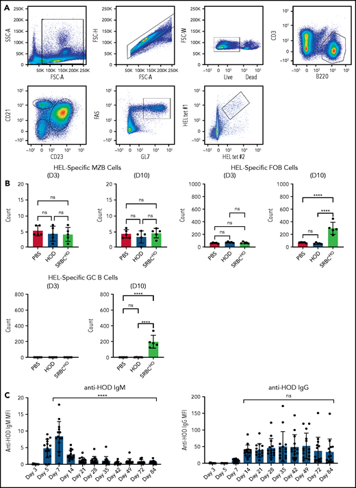 HOD alloantibody production occurs in the absence of antigen-specific GC B cells. (A) Representative dot plots used to detect MZ B cells, FO B cells, and GC B cells. (B) Quantification of HEL antigen–specific MZ B cells, FO B cells, or GC B cells on day 3 or 10 following PBS injection or transfusion with HOD RBCs or SRBCHO. (C) Evaluation of IgM and IgG anti-HOD antibody formation following HOD RBC transfusion at the times indicated posttransfusion. Error bars represent standard deviation; results are representative of 2 independent experiments. ****P < .0001; 1-way ANOVA with Tukey’s post-hoc test. D3, day 3; D10, day 10; ns, not significant.