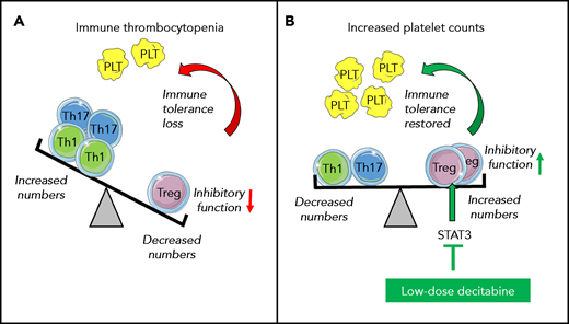 Immunomodulatory therapeutic mechanism of low-dose decitabine in ITP. (A) In ITP there is a quantitative and qualitative impairment in Tregs, with an expansion of Th1 and Th17 cells, resulting in loss of immune tolerance leading to thrombocytopenia. (B) Low-dose decitabine treatment in ITP, through inhibition of STAT3, modulates Tregs, increasing their numbers and suppressive function. Additionally, Th1 and Th17 cells are suppressed. Collectively, this leads to a rebalanced T-cell homeostasis, resulting in a restored immune tolerance that allows platelet counts to increase. PLT, platelet.