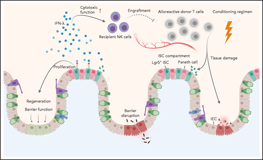 As part of the conditioning regimen, irradiation or chemotherapy lead to tissue damage and barrier dysfunction of the intestinal epithelia, which is further exacerbated by alloreactive donor T cells. Henden et al propose here a dual mechanism for IFN-λ in mitigating acute intestinal GVHD, acting as: (1) a critical proliferative factor for Lgr5+ ISCs, thereby restoring barrier function and regeneration of intestinal epithelial cells (IECs), and (2) a crucial mediator of recipient NK-cell function, thereby ameliorating alloreactive donor T-cell responses.