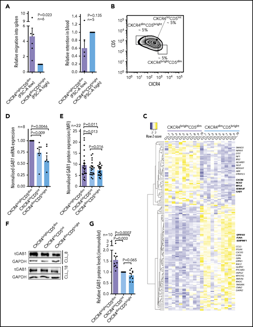Accumulation of GAB1 in CXCR4brightCD5dim intraclonal CLL cell subpopulation. (A) Competitive migration of CXCR4/CD5 CLL cell subpopulation into the spleen of NSG mice and their relative retention in the blood (migration continued for 4 hours, n = 6). Cells were sorted according to FCS-A and CD5 (FCSdimCD5dim correspond to CXCR4brightCD5dim cells and FCSbrightCD5bright correspond to CXCR4dimCD5bright cells; for cell-sorting strategy, see supplemental Figure 1). CXCR4 labeling was not used for cell sorting because it would block CXCR4 interaction with SDF1. One blood sample was excluded from the analysis for technical reasons. (B) Representative gating strategy for CLL cells sorted according to CXCR4/CD5 expression (each subpopulation gated as ∼5% of cells). This sorting, directly based on CXCR4/CD5 labeling, was used for RNAseq profiling and all experiments other than migration assays. (C) Heat map of differentially expressed genes in CXCR4/CD5 subpopulations (fold change, >1.5; P < .001; n = 10), subsequently overlapped with a database of migration-related genes (GO:0016477).47 Lower expression is indicated in blue, higher expression in yellow. Gene names marked in bold were validated by real-time qPCR (see Figure 1D and supplemental Figure 5). Lists of top differentially expressed genes, differentially expressed migration-related genes, and Gene Ontology Term analysis are provided in supplemental Tables 2-4. For the volcano plot, sample correlation, and principal component analysis, see supplemental Figures 3 and 4. For patient characteristics, see supplemental Table 1. (D) Validation of GAB1 mRNA expression (real-time qPCR) in primary CLL samples sorted according to CXCR4/CD5 expression (n = 8). (E) Intracellular flow cytometry staining for GAB1 protein in CXCR4/CD5 subpopulations (n = 22). Normalized mean fluorescence intensity (MFI) was calculated as the ratio between the sample and control sample stained only with a secondary antibody. (F) Representative immunoblot from primary CLL samples sorted according to CXCR4/CD5 expression (purity >99.9%). (G) Densitometric quantification of relative GAB1 protein level analyzed by immunoblot (for individual immunoblots, see Figure 3G and supplemental Figure 6A; for densitometric quantification of other proteins, see supplemental Figure 6B-C).