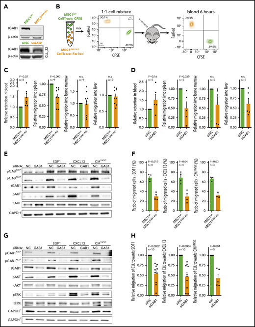 GAB1 increases CLL cell homing capacity. (A) Representative immunoblot for MEC1WT and MEC1 cells genetically engineered for GAB1 KO, using CRISPR/Cas9 (MEC1GAB1-KO) cells (top); primary CLL cells transfected with siRNA against GAB1 (siGAB1) or with the control (siNC; bottom), cells were harvested after 48 hours posttransfection. (B) In vivo competitive migration assay of MEC1WT vs MEC1GAB1-KO. Cells were stained with CFSE or FarRed CellTrace dye, and incubated overnight. The next day, an equal number of CFSE- and FarRed–stained cells (each 50 × 106) were mixed in 1:1 ratio (validated by flow cytometry), and injected into the NSG mice via the tail vein. Organ infiltration was analyzed by gating on human CFSE/FarRed+ cells. The plot depicts the CFSE/FarRed+ MEC1 cells present in peripheral blood of NSG mice. (C) Mice (n = 9) from the experiment described in panel B were euthanized 6 hours after cell transplantation, and blood, spleen, bone marrow, and liver were analyzed by flow cytometry to detect the presence of viable CFSE+ or FarRed+ cells. The amount of MEC1 cells in each examined organ site is presented as relative migration of CFSE+ vs FarRed+ cells. (D) An in vivo competitive migration assay of primary CLL cells (n = 5) transfected with siRNA against GAB1 (siGAB1) or negative control (siNC). After 48 hours, cells were stained with Sytox Blue and sorted for viable cells, and 10 × 106 of cells from each condition were processed as described in panel B. In vivo migration continued for 4 hours, and blood, spleen, bone marrow, and liver were analyzed by flow cytometry to detect the presence of viable CFSE+ or FarRed+ cells. A small aliquot of sorted cells was assayed by immunoblot to confirm GAB1 silencing (supplemental Figure 9). (E) Representative immunoblots of MEC1 cells transfected with siRNA against GAB1 (siGAB1) or the control (siNC). After 48 hours, the cells were treated for 10 minutes with SDF1 (250 ng/mL), CXCL13 (500 ng/mL), or CM (100%) produced by primary human mesenchymal stromal cells (CMhMSC). (F) An in vitro competitive migration assay of MEC1WT vs MEC1GAB1-KO cells (n = 4) stained as described in panel B. Migration toward SDF1 (250 ng/mL), CXCL13 (500 ng/mL), and CMhMSC continued for 6 hours. (G) Representative immunoblots of primary CLL cells treated for 5 minutes with SDF1 (100 ng/mL), CXCL13 (250 ng/mL), or CMhMSC. The immunoblot contained 2 endogenous controls (GAPDH) marked by the index at top, because for technical reasons, pGAB1Y627, tGAB1, tAKT, and tERK (loading control GAPDH1) were analyzed on the first gel and the remaining proteins (loading control GAPDH2) on the second gel (identical protein loading and conditions). (H) In vitro competitive migration assay of primary CLL cells transfected by siRNA against GAB1 (siGAB1) or control siRNA (siNC). Cells were stained as described in panel B and loaded onto a Transwell 48 hours after transfection. Migration continued for 6 hours toward SDF1 (100 ng/mL), CXCL13 (250 ng/mL), or CMhMSC (n = 10 for SDF1 and CXCL13; n = 5 for CMhMSC).