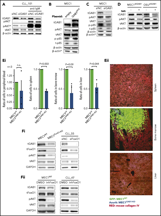 GAB1 increases tonic AKT phosphorylation. (A) Representative immunoblots of primary CLL cells transfected with siRNA against GAB1 (siGAB1) or the negative control (siNC). Cells were harvested after 48 hours, divided into equal portions, and exposed to vehicle (control samples) or anti-IgM for 5 minutes (10 µg/mL). *pAKT (S473) is the same immunoblot as pAKT but was developed for a prolonged time. (B) Representative immunoblot of MEC1 cells transfected with a plasmid for GAB1 protein overexpression tagged with MYC sequence (GAB1MYC, top band) or with an empty vector (empty), and cultured for 48 hours. *β-Actin was the endogenous control for p-p85 and t-p85 assayed on a separate gel with identical loading. (C) Representative immunoblot of MEC1 cells transfected with siRNA against GAB1 (siGAB1) or the negative control (siNC) and harvested 48 hours after transfection. *β-Actin, as in panel B. (D) Representative immunoblot of MEC1 and OSU-CLL cells (CLL-derived cell line) with downmodulated GAB1 levels. MEC1 and OSU-CLL cells were infected with a lentiviral construct (permanent cell line) for tetracycline-inducible shRNA against GAB1 (shGAB1). shRNA expression was induced by adding tetracycline to medium (tet+) for 48 hours, and control cells were treated with vehicle (tet−). (Ei) Effect of GAB1 KO on MEC1 cell growth in vivo. MEC1WT and MEC1GAB1-KO cells were transduced with vectors expressing GFP or Azurite, mixed 1:1, and injected via tail vein into NSG mice (n = 3). Mice were euthanized 3 weeks after injection, and organs were analyzed by flow cytometry for the presence of MEC1WT and MEC1GAB1-KO cells labeled by GFP or Azurite in blood, spleen, bone marrow, and liver. We also performed a switch of fluorescent labels to exclude any potential effect of a specific fluorescent proteins on the cells (not shown). (Eii) Representative images from fluorescence microscopy of the spleen, bone marrow, and liver of NSG transplant recipients, as described in panel Ei (original magnification, ×20). (Fi) Representative immunoblot for the effect of FoxO1 attenuation by KO in MEC1 cells (MEC1WT vs MEC1FoxO1-KO cells) or by siRNA in primary CLL cells. Primary CLL cells were transfected with siRNA against FoxO1 (siFoxO1) or with control (siNC) and analyzed by immunoblot 48 hours later. (Fii) Representative immunoblots for MEC1 cells and primary CLL cells treated with FoxO1 inhibitor (inhFoxO1; 0.5 µM, 24 hours).