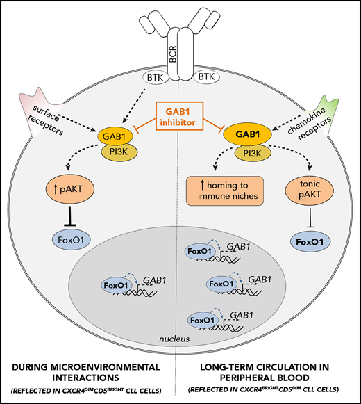 GAB1 regulation by FoxO1 and its role in CLL migration and tonic AKT activity: novel therapeutic target. GAB1 is upregulated by FoxO1 during the transition of intraclonal CLL cell subpopulation from CXCR4dimCD5bright into CXCR4brightCD5dim cells. This increases homing capacity of CXCR4brightCD5dim cells and also sustains prosurvival tonic AKT activity. During microenvironmental interactions (reflected in CXCR4dimCD5bright cells) GAB1 is involved in signaling from BCR and other cell surface receptors, and subsequent AKT activation represses GAB1 transcription via FoxO1. GAB1 inhibitors impair cell migration, inhibit tonic or BCR-induced AKT phosphorylation, and block compensatory AKT activity during ibrutinib therapy.