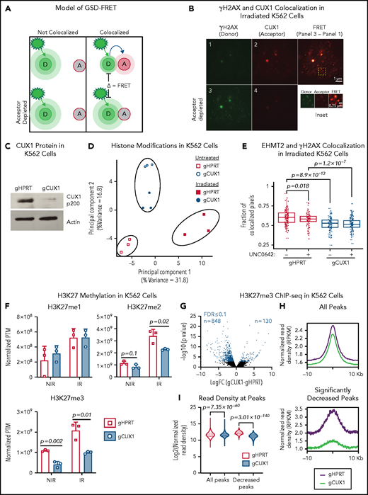 CUX1 loss impairs EHMT2 recruitment to DNA breaks and disrupts DNA damage–induced histone methylation changes. (A) Model of GSD-FRET. Target proteins are identified with antibodies tagged with either a donor (D) or acceptor (A) fluorophore. An image is taken using the donor excitation maxima. If the donor fluorophore is not near an acceptor fluorophore, the donor will emit all energy at the donor emission wavelength (left panel, top). If the donor is colocalizing with the acceptor fluorophore, some of the donor emission energy will be transferred to the acceptor, in proportion to the proximity to the acceptor (right panel, top). The samples are then bleached at the acceptor wavelength, and the bleached acceptors are no longer able to absorb energy. The samples are then reimaged at the donor excitation wavelength. Any increase in donor brightness in the second image compared with the first image is proportional to the energy that was previously transferred to the acceptor, or FRET (bottom right). If the molecules were not colocalizing, there will be no change in donor emission intensity, and no FRET (bottom left). (B) GSD-FRET analysis of colocalization between anti-γH2AX (donor) and anti-CUX1 (acceptor) in K562 cells. Scale bar, 1 μm. Bottom row images are following depletion of the acceptor fluorophore. Scale bar, 0.25 μm. Inset, representative FRET. Scale bar, 0.25 μm. Images shown are representative of results from 3 independent experiments. (C) Representative immunoblot for CUX1 protein in gHPRT and gCUX1 K562 cells (n = 3). (D) Principal component analysis of the histone posttranslational matrix (PTM) generated with EpiProfile analysis of histone PTMs in irradiated and mock-irradiated gHPRT and gCUX1 K562 cells. Histones were extracted 1 hour following irradiation (6 Gy). Results shown are derived from analysis of 3 independent samples. (E) Immunofluorescence imaging for EHMT2 and γH2AX colocalization 1 hour after irradiation (6 Gy). Colocalization was quantified in gHPRT and gCUX1 K562 cells after irradiation with or without the addition of an EHMT2 inhibitor, UNC0642, 60 minutes prior to irradiation. The fraction of colocalized pixels was calculated per nucleus. Results shown are a composite of 4 independent experiments. Significance was determined with a Student t test between indicated samples. (F) EpiProfile analysis of H3K27 methylation in irradiated and mock-irradiated gHPRT and gCUX1 K562 cells. Histones were extracted 1 hour following irradiation (6 Gy). Significance was determined with a Student t test between indicated samples. Results shown are derived from analysis of 3 independent samples. (G) ChIP-seq of H3K27me3 in K562 cells. Volcano plot showing differentially occupied ChIP-seq sites (n = 2) between clonal gHPRT and gCUX1 K562 cell lines. Each point is the average of 2 replicates. DiffBind was used to identify significantly differentially occupied sites. Red points indicate significance ≤10% FDR. (H) The panels depict a smooth line fit to the average column-wise read density for all differentially bound sites across the 20-kb window. Top panel, all H3K27me3 sites; bottom, only H3K27me3 sites significantly decreased in gCUX1 cells (10% FDR) (binomial P value = 7.35 × 10−60). (I) The normalized read density is quantified at all H3K27me3 sites and at H3K27me3 sites lost in gCUX1 cells. A Mann-Whitney test was used to determine significance. IR, irradiation RPKM, reads per kilobase mapped reads.