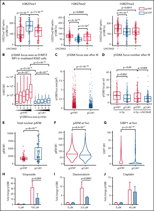 CUX1 is necessary for DNA repair and focus formation. K562 cells were irradiated (6 Gy) and imaged 1 hour postirradiation. (A) Cells were imaged for antibodies targeting γH2AX and H3K27 methylation. H3K27me1/2/3 mean fluorescent intensity (MFI) was quantified within each γH2AX foci. (B) γH2AX foci size was quantified and broken into quintiles by size, with Q1 containing the smallest foci, and Q5 the largest. The size of individual γH2AX foci was determined using a custom ImageJ macro. EHMT2 intensity was quantified by MFI within each γH2AX foci quintile. (C) γH2AX foci size in gHPRT and gCUX1 cells (D) Mean number of γH2AX foci per cell following irradiation with and without UNC0642. (E) The intensity of total pATM (MFI) per nucleus was quantified after irradiation. (F) The intensity of pATM within γH2AX foci. (G) The intensity of 53BP1 within γH2AX foci. The median is shown, and a Mann-Whitney test was performed. (H-J) γH2AX was measured by flow cytometry in gHPRT and gCUX1 cells after 6 hours of mock treatment, etoposide (H), daunorubicin (I), or cisplatin (J). A Mann-Whitney test was performed. All plots are compiled from data derived from 3 independent biological replicates.