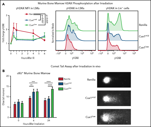 CUX1-deficient HSPCs have an impaired DNA damage response and unrepaired DNA damage in vivo. (A) Bone marrow (BM) was collected from Ren, Cux1mid, and Cux1low mice after treatment with Dox for 7 days. The cells were irradiated ex vivo (2 Gy) and γH2AX induction was measured by intracellular flow cytometry at 30 minutes, 1 hour, 4 hours, and 6 hours after irradiation. LSK cells were gated, and γH2AX MFI was normalized to the 0-hour timepoint from each experiment. Representative histograms of γH2AX staining 1 hour after irradiation in LSKs and total lineage-negative cells are shown. Plot is the result of 3 independent biological replicates. Data are shown as mean ± standard deviation (SD) with P values from a 2-way analysis of variance (ANOVA). (B) Ren, Cux1mid, and Cux1low mice were treated with Dox for 7 days and subsequently irradiated in vivo (6 Gy). Bone marrow was collected at 6 and 24 hours postirradiation, and Kit+ cells were isolated for a neutral comet assay. Representative images are shown (right). Mean ± standard error of the mean (SEM) is shown for 3 biological replicates. Mann-Whitney test, *P < .05; **P < .01; ***P < .001; ****P < .0001.