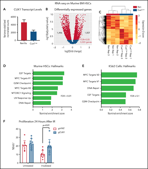 UX1-deficient cells upregulate expression of genes involved in proliferation and DNA repair. (A) Ren and Cux1low mice were treated with Dox for 5 days, and HSCs (lineage-negative/cKit+/Sca1+/CD135−) were sorted for RNA-seq, for a total of 3 biological replicates. Cux1 transcript levels (excluding Casp isoforms) by RNA-seq are shown. (B) Volcano plot showing gene-expression changes in HSCs by RNA-seq after CUX1 knockdown. Blue color indicates differentially expressed genes with an FDR <5%. (C) A heatmap clustering the samples by the 3323 differentially expressed genes. The z score is indicated by the box color (scale on right). (D-E) Gene-set enrichment analysis (GSEA) using the “Hallmarks” gene set from the MSig Database56 of murine HSCs (D) and shRen and shCUX1 K562 cells (E)(previously published RNA-seq).35 Hallmark gene sets involved in proliferation and DNA damage repair with an FDR ≤0.1 are shown. Nominal enrichment score (NES) is plotted. (F) Twenty-four hours after irradiation (6 Gy) or mock irradiation, proliferation was assessed in gHPRT and gCUX1 K562 cells via BrdU incorporation 1 hour before analysis. Mean ± SD is shown for 3 biological replicates. Significance was determined with a Student t test between indicated samples.