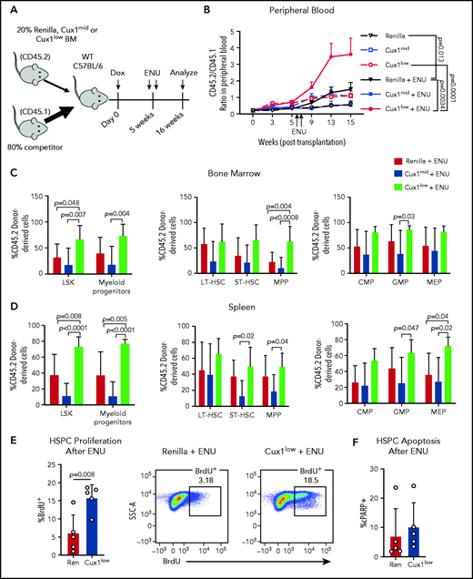 Cux1low cells aberrantly proliferate and expand following DNA-damaging alkylating agents. (A) Bone marrow from Ren, Cux1mid, and Cux1low mice was transplanted at a 1:4 ratio with competitor bone marrow, and recipients were treated continuously with Dox beginning the day of transplant. Two doses of ENU (100 mg/kg) were administered 9 days apart, starting 5 weeks after transplant. (B) The contributions of Ren (n = 9), Cux1mid (n = 8), and Cux1low (n = 9) cells to the peripheral blood were monitored by flow cytometry. The ratio of Ren, Cux1mid, or Cux1low cells (CD45.2) to competitor cells (CD45.1) is shown. The mean ± SEM is shown. A mixed-effects analysis with the Geisser-Greenhouse correction is shown. Two independent biological replicates were performed (n = 4-5 mice per replicate per genotype). (C-D) At 16 weeks, the mice were euthanized and the contributions of Ren, Cux1mid, and Cux1low (CD45.2) to the hematopoietic stem and progenitor populations were measured by flow cytometry in the bone marrow (C) and spleen (D). LSK cells and myeloid progenitors (Lin−/Sca1−/c-Kit+) are shown (left). LSK cells were further gated for long-term HSCs (LT-HSC; CD150+/CD48−), short-term HSCs (ST-HSC; CD48−/CD150−), and multipotent progenitors (MPP; CD48+/CD150−) (center). Within the progenitor population, cells were separated into common myeloid progenitors (CMP; CD34+/CD16/32low), granulocyte-monocyte progenitor (GMP; CD34+/CD16/32high), and megakaryocyte-erythroid progenitors (MEP; CD34−/CD16/32−) (right). The mean ± SD and P values from a 1-way ANOVA comparison are shown. Two independent biological replicates were performed. (E) Proliferation was measured in Ren and Cux1low mice after ENU administration. Mice were given 2 doses of ENU, 9 days apart. Six hours after the second dose of ENU, BrdU was administered. BrdU+ cells were measured by flow cytometry 12 hours after BrdU injection in the bone marrow HPSC population (Lin−). Representative flow plots are shown. The mean ± SD and Student t test P value is shown. (F) Apoptosis was measured in the same cells by flow cytometry using antibodies for cleaved poly (ADP-ribose) polymerase (cPARP). Three independent biological replicates were performed. SSC-A, side scatter area; WT, wild type.