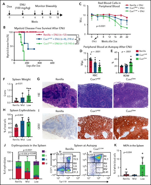 CUX1-deficient mice develop t-MNs after alkylator chemotherapy exposure. (A) Cux1mid, Cux1low, and littermate Ren mice were treated continuously with Dox to induce CUX1 knockdown. At 1 month, mice were treated with an alkylating agent, ENU (100 mg/kg). Peripheral blood was monitored on a biweekly basis. (B) Kaplan-Meier plot showing significantly increased myeloid disease incidence for Cux1mid (n = 8) and Cux1low (n = 12) mice treated with ENU compared with Ren mice treated with ENU (n = 12). Results are shown from 2 independent experiments (n = 4-6 mice per replicate). **P < .01, ***P < .001, log-rank test . Median survival is shown. (C) Complete blood count analysis showing decreased RBC counts following ENU treatment in Cux1mid and Cux1low mice compared with Ren. The mean plus or minus SD is shown. A mixed-effects analysis with the Geisser-Greenhouse correction was performed. (D-E) Red blood cell count (RBC) (D) and red cell distribution width (RDW) (E) from complete blood count analysis at autopsy. (F) The spleen weight at autopsy is shown for Ren, Cux1mid, and Cux1low mice. (G) Representative images from Ren, Cux1mid, and Cux1low spleens stained with hematoxylin and eosin (H&E) are shown; original magnification, ×40. (H) Erythroblasts (CD71+ or Ter119+) in the spleen quantified as a percentage of total cells. (I) Representative Ren, Cux1mid, and Cux1low spleens stained for an immature erythroid marker, anti-GATA1. Original magnification, ×40. The mean ± SD and 1-way ANOVA P values are shown. (J) RI-RIV erythroid precursor populations quantified as a percentage of erythroblasts in the spleen. The mean ± SD is shown, and P values were calculated using a 2-way ANOVA. Representative flow plots for the erythroblast markers CD71 and Ter119 are shown. (K) MEPs in the spleen, as a percentage of white blood cells. The mean ± SD and 1-way ANOVA P values are shown. Panels F-K represent mice that develop nonlymphoid disease after ENU for Cux1mid (n = 3) and Cux1low mice (n = 10). *P < .05; **P < .01; ***P < .001; ****P < .0001.