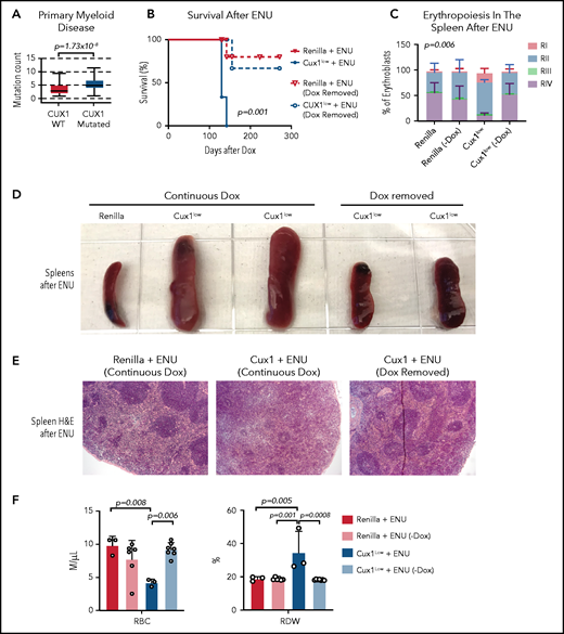 Sustained CUX1 loss is required for the development of t-MNs. Restoration of CUX1 prevents t-MNs. (A) Mutational burden in primary samples from patients with CUX1-wild type (n = 1731) and CUX1 mutations or deep deletions (n = 35). Samples are from patients with myeloid neoplasms, including AML, MDS, MPN, and MDS/MPN. AACR GENIE Cohort v9.088 (B) Ren and Cux1low mice were treated with Dox and ENU as in Figure 6. One month after ENU, Dox was removed and CUX1 expression restored in a cohort of Ren (n = 6) and Cux1low (n = 7) mice (dashed lines). A cohort of Ren (n = 3) and Cux1low (n = 3) mice continued to receive Dox (solid lines). Ren mice were euthanized when Cux1low mice showed signs of disease. (C) RI-RIV erythroid precursor populations quantified as a percentage of erythroblasts in the spleen. The mean ± SD is shown, and P values were calculated using a 2-way ANOVA. (D) Representative images of spleens at autopsy from Ren and Cux1low mice at autopsy. (E) Representative images from Ren and Cux1low spleens stained with H&E are shown; original magnification, ×40. (F) RBC count and RDW from complete blood count analysis at autopsy. The mean ± SD and 1-way ANOVA comparison P values are shown.