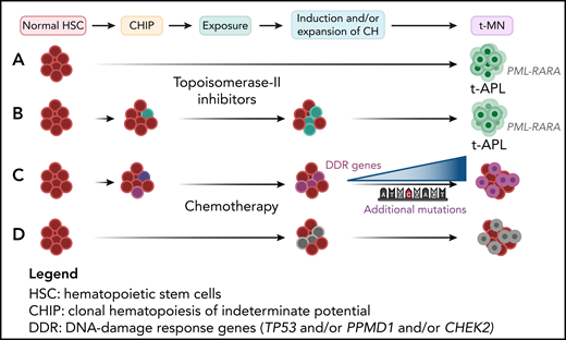 The cytotoxic treatment shapes disease evolution in t-MNs. (A) The type of cytotoxic treatment influences the genetic changes leading to t-MNs. In particular, in t-APL developing after treatment with topoisomerase II inhibitors, breakpoints are clustered within hotspot regions on chromosomes 15 and/or 17, in the PML and RARA genes, corresponding to preferential sites of topoisomerase II–mediated DNA cleavage.26 (B) However, in some cases, CHIP-related mutations were detectable in t-APL, but not in dn-APL and persisted at the time of CR. (C) Elderly patients with a solid tumor, who received RT or CHT with platinum compounds or topoisomerase-I inhibitors, frequently presented CHIP and additional mutations in the DDR genes TP53, PPMD1, and CHEK2, as compared with those who received surgery, immunotherapy, or targeted therapy.26 (D) Unlike adults, the majority of pediatric t-MNs were characterized by mutations arising as a consequence of cytotoxic therapy, without preexisting CHIP. Professional illustration created with BioRender.com.
