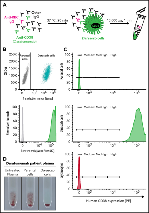 Schematic overview and characterization of Darasorb cells. (A) The schematic diagram shows a pan-agglutinating plasma of a patient treated with anti-CD38 (eg, DARA). Detection of irregular antibodies (anti-RBCs) within the plasma is obscured by pan-agglutination due to anti-CD38 mAbs. Nonhuman cells expressing human CD38 at high density (here called “Darasorb” cells) deplete free medicinal antibody from patient plasma, whereas other antibodies remain unaffected. Subsequently, Darasorb cells are removed by centrifugation, whereas all other antibody species are preserved. (B) Nonhuman cells were stably transduced to coexpress human CD38 antigen and the fluorochrome Venus. CD38-expressing Darasorb cells bind DARA (labeled with Alexa Fluor 647). (C) Approximate antigen density determination was achieved with BD Quantibrite beads bearing a defined number of phycoerythrin (PE) molecules on their surface as reference. The PE molecules per cell are divided into “low,” “medium low,” “medium high,” and “high.” Cells of interest were analyzed for human CD38 surface expression with an anti-human CD38-PE antibody. Murine parental cells, Darasorb cells, and human erythrocytes are shown. A Darasorb cell displays ∼490 000 copies of CD38 compared with human erythrocytes, with ∼100 CD38 molecules per RBC. (D) Reactivity of a plasma sample from a patient treated with DARA is shown in the gel agglutination test. The untreated plasma (left panel) shows the expected agglutination in the IAT. The reaction is not sensitive to incubation with parental cells (middle panel). The same plasma treated with Darasorb cells (right panel) is devoid of reactivity, confirming quantitative depletion of DARA.