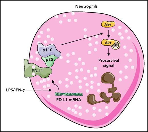 LPS plus IFN-γ and a septic environment induce PD-L1 expression in human neutrophils. PD-L1 binds to p85, the PI3K regulatory subunit, and PI3K activates AKT kinase to induce prosurvival signals in neutrophils making them live longer. mRNA, messenger RNA; p (p110 and p85), protein; P (Akt), phosphorylation.