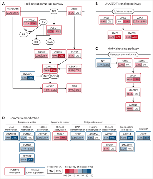 Schematic view of mutations in recurrently mutated signaling pathways in CTCLs. CTCL harbors recurrent mutations that are predicted to affect (A) T-cell activation/NF-κB signaling, (B) JAK/STAT signaling, (C) MAPK signaling, and (D) chromatin modifications. SNV, single nucleotide variation. Adapted from Park et al 2017. Used with permission from the American Society of Hematology.