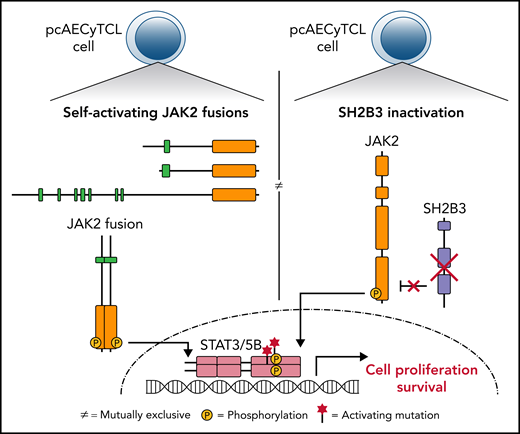 AECyTCL. Genes and pathways recurrently altered in AECyTCL. JAK2 and SH2B3, genes that govern the activation and termination of JAK2 signaling in normal hematopoietic cells, respectively, are mutually exclusively affected in 9 of 12 patients. The remaining 3 patients carry pathogenic indels/single nucleotide variations in other JAK-STAT pathway genes.