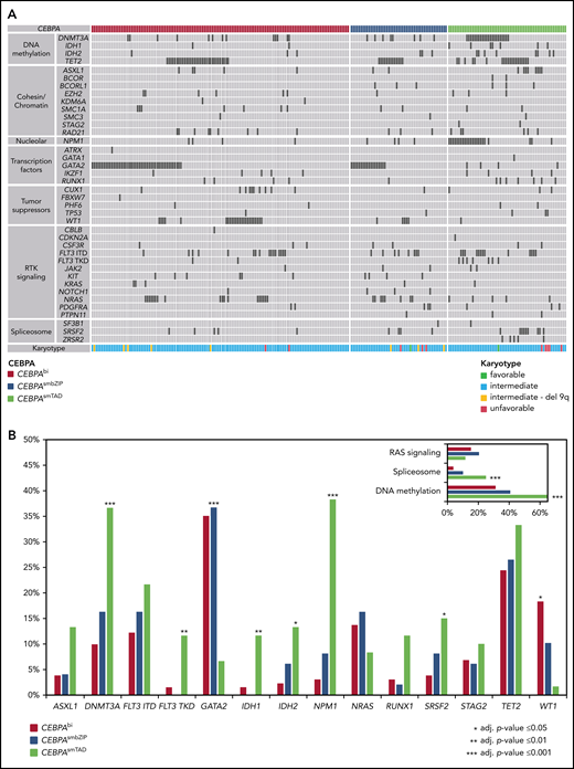 Alignment of additional gene mutations for 240 patients with CEBPAmut. (A) Co-mutations organized by categories of related genes, as labeled on the left. Patients are shown in order by CEBPA subgroup. The heat map includes all mutated genes in patients with CEBPAbi, CEBPAsmbZIP, or CEBPAsmTAD. Each column represents one of the 240 analyzed samples. Mutations in the investigated genes are shown by black bars, light gray bars indicate WT status. (B) Frequency distribution of additional gene mutations identified in patients with CEBPAbi, CEBPAsmbZIP, or CEBPAsmTAD mutations (frequency of at least 10% in 1 subgroup). RAS signaling including KRAS, NRAS, PTPN11, and CBLB; spliceosome, including SF3B1, SRSF2, and ZRSR2; and methylation, including DNMT3A, IDH1, IDH2, and TET2.