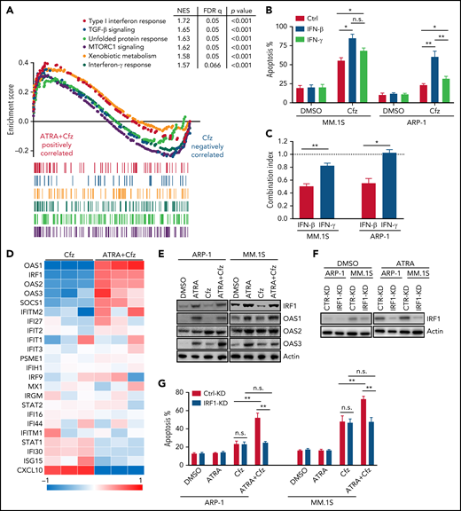ATRA activates the expression of IFN-β response genes that are important for promoting Cfz-induced MM-killing effect. (A) Microarray data of MM.1S cells treated with ATRA+Cfz or Cfz for 12 hours were analyzed by GSEA. The top 6 representative Hallmark gene sets (with indicated colors) based on normalized enrichment score (NES) from data of ATRA+Cfz (positively correlated, red)- vs Cfz (negatively correlated, blue)-treated MM.1S cells are shown. (B) Summarized flow data showing apoptosis of MM.1S or ARP-1 cells pulsed with 1-hour Cfz treatment followed by 50 U/mL IFN-β (12.5 pM) or IFN-γ (150 pM) for 24 hours. (C) Histogram showing CI value for the combination of 50 U/mL IFN-β or IFN-γ with 30 nM Cfz in MM.1S or 100 nM ARP-1 cells. Each column represents the mean CI value obtained from 3 independent experiments plotted against the corresponding fraction affected (Fa) by the combination treatment in panel B. Apoptotic rates of MM cells treated with single-agent Cfz, IFN-β, or IFN-γ in serial dilution were obtained for calculating CI value of their combination therapy shown in supplemental Table 4. CI < 1 represents synergism; CI = 1 represents additive effect; and CI > 1 represents antagonism. (D) Heat map illustrating the log2-fold change of the genes involved in IFN-β response pathways. The color bar indicates gene expression value. (E) Western blot displaying protein expression of IRF1 and OAS1-3 in MM.1S or ARP-1 cells with indicated treatment for 14 hours. (F) Western blot showing IRF1 expression in Ctrl-KD or IRF1-KD MM cell lines with DMSO or ATRA treatment for 14 hours. (G) Summarized data showing apoptosis of Ctrl-KD or IRF1-KD MM cells with indicated treatment of 24 hours. Student t test was used to compare 2 samples, *P < .05; **P < .01.
