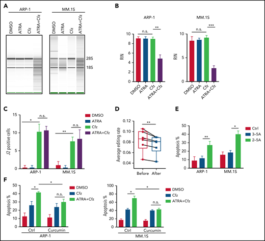 2-5A-RNase L activation mediates MM cell apoptosis in response to ATRA+Cfz. (A) RNA gel electrophoresis and (B) summarized results showing RNA integrity number (RIN) of ARP-1 (left panel) or MM.1S (right panel) cells with indicated treatment for 16 hours. The positions of 18S and 28S ribosomal RNA are indicated. (C) Summarized data of fluorescent confocal images showing expression of dsRNA, labeled by anti-dsRNA J2 antibody, in ARP-1 or MM.1S cells with indicated treatment for 8 hours. (D) Box plot showing the average level of A-to-I editing in MM cells from 6 CoMMpass patients before (red dots) or after (blue dots) PI-based therapy (the detailed clinical information is listed in supplemental Table 5) by analyzing global editing sites across the whole transcriptome in the RNA-seq data. (E) Summarized results displaying apoptosis of MM.1S or ARP-1 MM cells transfected with or without 2-5A for 24 hours. 3-5A served as a negative control. (F) Summarized flow data showing apoptosis of ARP-1 (left panel) or MM.1S (right panel) cells treated with Cfz or ATRA+Cfz in the presence or absence of 20 µM curcumin for 24 hours. For panel A, representative result of at least 3 independent experiments is shown. Student t test was used to compare 2 samples. *P < .05; **P < .01; ***P < .001.