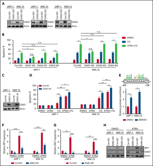 ATRA-induced OAS1 is responsible for MM cell death in response to Cfz. (A) Western blot showing the expression of OAS1-3 in Ctrl-KD or OAS1-3-KD ARP-1 and MM.1S cells under ATRA treatment of 14 hours. (B) Summarized results of apoptosis of Ctrl-KD or OAS1-3-KD ARP-1 and MM.1S cells with indicated treatment of 24 hours. (C) Western blot showing the expression of OAS1 in Ctrl-knockin (KI) or OAS1-KI ARP-1 or MM.1S cells. (D) Summarized results showing apoptosis of Ctrl-KI or OAS1-KI ARP-1 or MM.1S cells with indicated treatment for 24 hours. (E) ChIP analysis of IRF1 binding to OAS1 promoter under BMS961 treatment for 12 hours. The consensus IRF1 binding motif is listed as the colored DNA sequence at the top. The predicted IRF1 binding sequence in OAS1 promoter region is in the black box, and the binding positions are indicated at below. (F-G) Histogram showing mRNA expression of IRF1 (F) and OAS1 (G) in Ctrl-KD or RARγ-KD ARP-1 or MM.1S MM cells with ATRA treatment for 12 hours. The housekeeping gene GAPDH was used for normalization of quantitative reverse transcription polymerase chain reaction results. (H) Western blot of IRF1 and OAS1 expression in ATRA-treated Ctrl-KD or RARγ-KD ARP-1 or MM.1S MM cells with indicated treatment of 16 hours. Student t test was used to compare 2 samples. *P < .05; **P < .01; ***P < .001.