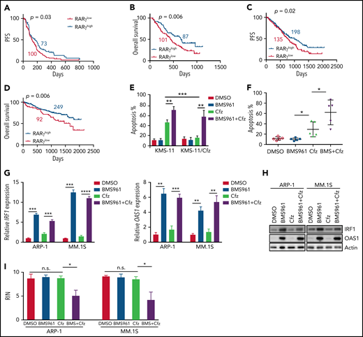 Role of RARγ in MM cell sensitivity to Cfz treatment. Gene-profiling data from Mulligan et al study was analyzed. (A) PFS and (B) OS curves were evaluated in Btz-treated patients with MM based on high-RARγ (red, RARγhigh) or low-RARγ (black, RARγlow) expression in MM cells. The cutoff threshold was defined by the MaxStat package. (C-D) Gene-profiling data from MMRF coMMpass study were analyzed. PFS (C) and OS curves (D) were evaluated in newly diagnosed patients with MM treated with PI-based regimens as first-line treatment based on high-RARγ (blue, RARγhigh) or low-RARγ (red, RARγlow) expression in MM cells. (E) Summary results of apoptosis of WT KMS-11 and KMS-11/Cfz MM cells with indicated treatment for 24 hours. (F) Summary results of apoptosis of primary MM cells treated with DMSO, BMS961, Cfz, or their combinations (BMS+Cfz). (G) Histogram showing mRNA expression of IRF1 (left panel) and OAS1 (right panel) in ARP-1 or MM.1S cells treated with DMSO, BMS961, Cfz, or their combinations for 12 hours. (H) Western blot of IRF1 and OAS1 expression in ARP-1 or MM.1S cells treated with DMSO, BMS961, Cfz, or their combinations for 16 hours. (I) RNA integrity of ARP-1 (left panel) or MM.1S (right panel) cells treated with DMSO, BMS961, Cfz, or their combinations (BMS+Cfz) for 16 hours. The survival plots in panels A to D show Kaplan-Meier estimates of survival and comparisons using the log-rank test. Student t test was used to compare 2 samples. *P < .05; **P < .01; ***P < .001; ***P < .0001.