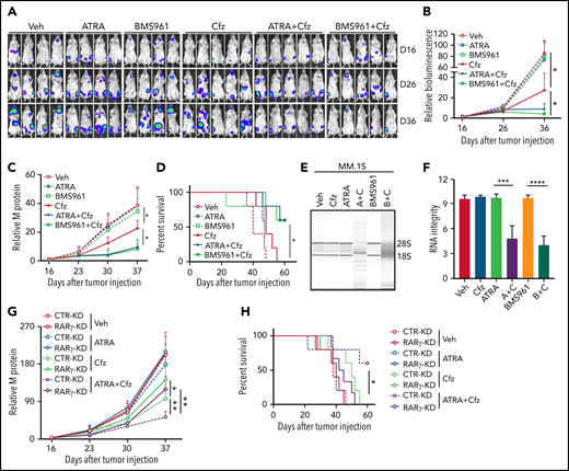 BMS961 enhances Cfz-killing effect of human MM cells in vivo. (A-F) NSG mice were injected IV with 2 × 106 MM.1S-luc MM cells. At day 16 after tumor establishment, DMSO, ATRA, or BMS961 (15 mg/kg for every 3 days), Cfz (3 mg/kg for 2 consecutive days weekly), ATRA+Cfz, or BMS961+Cfz were injected into MM-bearing mice (n ≥ 4 for each group). Blood samples were collected weekly starting at day 16. In vivo bioluminescent imaging (A) and quantification of bioluminescence intensity (B) showing tumor burden in MM-bearing mice treated with DMSO, ATRA, BMS961, Cfz, ATRA+Cfz, or BMS961+Cfz. Tumor burden (C), analyzed by enzyme-linked immunosorbent assay measuring human immunoglobulin light chain in mouse plasma which was normalized to control, and survival (D) in MM-bearing mice were calculated. (E-F) RNA gel electrophoresis showing ex vivo RNA integrity of CD138+ MM cells sorted out from MM.1S-bearing NSG mice received the indicated treatments (A+C: ATRA+Cfz, and B+C: BMS961+Cfz; n = 3 for each group) for 1 day. The positions of 18S and 28S ribosomal RNA are indicated. (G) Tumor burden and (H) survival of NSG mice bearing CTR-KD (dashed line) or RARγ-KD (solid line) ARP-1 cells receiving the indicated treatments (n = 5 for each group). Tumor bioluminescence intensity and burden were analyzed by 2-way analysis of variance. The survival plot showing Kaplan-Meier estimates of survival and comparisons using the log-rank test. For panel E, representative results of 3 are shown. Student t test was used to compare 2 samples. Veh., vehicle. *P < .05; **P < .01; ***P < .001; ****P < .0001.