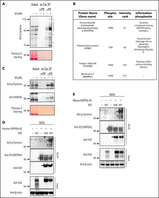 Evaluation of extracellular tyrosine phosphorylation of proteins in human platelets. (A) p-Tyr protein levels in total (Input) and p-Tyr immunoprecipitated fraction (p-Tyr IP) from platelet lysates were assessed by using western blot analysis. Phenyl phosphate (PP) was used as negative control for nonspecific binding to p-Tyr beads, and Ponceau S staining was used to examine total protein levels in input samples. Asterisks indicate activation-dependent tyrosine phosphorylation. (B) Phosphorylated tyrosine peptides isolated by anti–p-Tyr IP of tryptic digests from thrombin receptor activating peptide (TRAP)-stimulated human platelet lysates were analyzed by using liquid chromatography/tandem mass spectrometry. A total of 213 unique phosphopeptides were identified; within this pool, 4 tyrosine phosphosites were mapped to proteins with signal peptides or extracellular domains on transmembrane proteins as annotated in UniprotKB. (C) ENTPD6 (CD39L2) levels were determined in total (Input) and p-Tyr IP fraction in lysates from human platelets. Total protein levels in input were determined with Ponceau S staining. Tyrosine phosphorylation of V5 immunoprecipitates in RIPA-resistant extracts (SDS) from 293T cells coexpressing V5-tagged human (D) or mouse (E) ENTPD6 with wild-type (WT) or kinase-dead (KM) VLK. Extracts (Input) were analyzed for VLK and actin. Blue and black arrows indicate bands corresponding to ENTPD6 and VLK, respectively.
