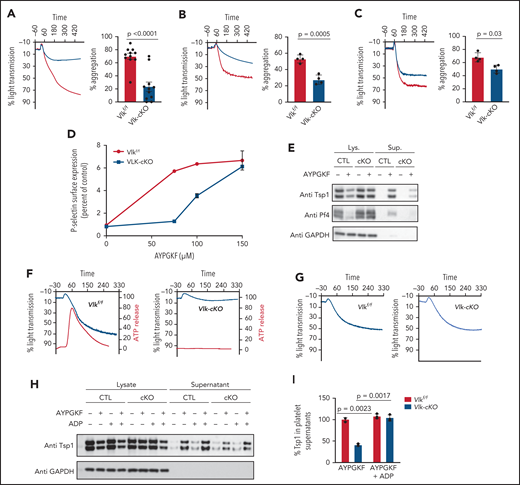 Vlk deficiency in platelets alters platelet aggregation and granule exocytosis. Evaluation of aggregation of washed platelets (2 × 108 platelets/mL) from control mice (gray) and platelet-specific VLK knockout mice (blue) stimulated with 100 μM PAR4 peptide AYPGKF (n = 11 per group) (A), 4 mg/mL collagen (n = 4 per group) (B), or 0.4 U/mL thrombin (n = 4 per group) (C). Representative tracings are shown in left panel and cumulative data in right panel. (D) Expression of P-selectin in platelets from control (gray) and platelet-specific VLK knockout mice (blue) in response to AYPGKF. (E) Protein immunoblots of lysates (Lys.) and supernatants (Sup.) from Vlkf/f (CTL) and Vlk-cKO (cKO) platelets resting or stimulated with 100 µM PAR4 peptide AYPGKF for 15 minutes. Anti-Tsp1 and anti-PF4 antibodies were used to detect secretion of α-granule cargo, and anti-GAPDH antibody was used to determine total protein levels in lysates. (F) Concurrent monitoring of aggregation (blue tracing) and ATP release (red tracing) after exposure to 50 μM AYPGKF in platelets from control (left panel) and platelet-specific VLK knockout mice (right panel). (G) Aggregation studies in platelets from control (left panel) and platelet-specific VLK knockout mice (right panel) were performed as described in panel E except that ADP 2.5 μM was added together with AYPGKF. (H) Representative image of protein immunoblots of lysates and supernatants from CTL and cKO platelets resting or stimulated with 100 µM AYPGKF and/or 2.5 µM ADP for 15 minutes. Anti-Tsp1 antibody was used to detect secretion of α-granule cargo, and anti-GAPDH antibody was used to determine total protein levels. (I) Cumulative percent levels of Tsp1 in supernatants from CTL and cKO platelets stimulated with 100 µM AYPGKF and 2.5 µM ADP; n = 3 independent experiments. Quantifications were normalized to GAPDH protein expression.