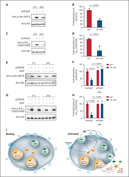 Evaluation of proximal signaling in VLK-deficient platelets. (A) Representative image of p-Akt (S473) and total Akt levels in lysates from CTL and cKO platelets resting or stimulated with 100 µM AYPGKF. (B) Cumulative percent phosphorylation of S473 in Akt; n = 3 independent experiments. (C) Representative image of p-Erk1/2 (T202/Y204) and Erk1/2 total levels in lysates from CTL and cKO platelets resting or stimulated with 100 µM AYPGKF. (D) Cumulative percent phosphorylation of Erk1/2; n = 3 independent experiments. (E) Representative image of p-Akt (S473) and total Akt levels in lysates from CTL and cKO platelets resting or stimulated with 100 µM AYPGKF and/or 2.5 µM ADP. (F) Cumulative percent phosphorylation of S473 in Akt; n = 3 independent experiments. (G) Representative image of p-Erk1/2 (T202/Y204) and Erk1/2 total levels in lysates from CTL and cKO platelets resting or stimulated with 100 µM AYPGKF and/or 2.5 µM ADP. (H) Cumulative percent phosphorylation of Erk1/2; n = 3 independent experiments. (I) Proposed model for the role of VLK in platelet function. Resting platelet: Proteins that are tyrosine phosphorylated by VLK in the megakaryocyte secretory pathway during thrombopoiesis are present in extracellular domains of surface proteins or intragranular proteins of resting platelets. VLK is localized to α-granules. ADP and ATP are concentrated in dense granules. Activated platelet: Activation with a submaximal agonist results in partial activation of kinases involved in dense granule release, such as Akt and Erk1/2. Signaling downstream of Akt and Erk1/2 results in release of ADP from dense granules. VLK appears to act in these steps leading to dense granule release by mechanisms that are yet to be determined but could include phosphorylation of receptors on extracellular domains, phosphorylation of secretory chaperones, or phosphorylation of dense granule resident proteins important for release. ADP released from dense granules stimulates purinergic receptors, enhancing signaling through kinases involved in granule release. Agonist stimulation also causes exocytosis of α-granules, resulting in the release of VLK into the extracellular environment along with ATP and VLK substrates.