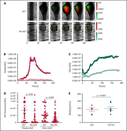 Ablation of Vlk in platelet lineage reduces arterial thrombosis without affecting bleeding times. (A-D) Cremaster arteriole injury was induced by laser ablation in Vlk-cKO mice and Vlkf/f littermate control mice. Platelet and fibrin accumulation at the site of injury was detected for 180 seconds with DyLight 647–labeled platelet-specific anti-CD42b antibody (0.1 μg/g body weight) and DyLight 488–labeled anti-fibrin antibody (59D8, 0.5 μg/g body weight), respectively. (A) Representative images from a single thrombus evaluated for the appearance of fluorescence signals associated with platelet accumulation (red) and fibrin deposition (green) at indicated time points postinjury (lookup tables at right of images). Median integrated platelet (red) (B) and fibrin (green) (C) fluorescent intensities after laser-induced injury were calculated for all thrombi in Vlkf/f (n = 3; 39 thrombi, darker color) and Vlk-cKO (n = 3; 52 thrombi, lighter color) mice. (D) Area under the curve (AUC) for platelet and fibrin fluorescent intensities was calculated for all individual thrombi. Error bars represent the median with 95% confidence intervals. (E) Time to bleeding cessation (seconds) in Vlkf/f (n = 6), and Vlk-cKO (n = 7) mice (unpaired Student t test, P = .6567).