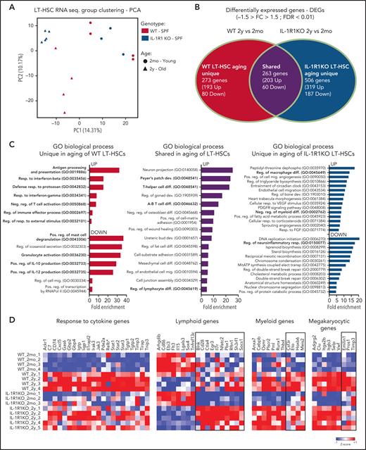 Older HSCs develop an IL-1–dependent immune-inflammatory transcriptional signature. (A) Principal component analysis (PCA) plot of LT-HSCs (LKS CD34–Flt3–CD48–CD150+) from 2mo, n = 4 WT; n = 3 IL-1R1KO) and 2y, n = 4 WT; n = 5 IL-1R1KO) WT SPF and IL-1R1KO SPF mice, based on RNA-sequencing (RNA-seq) expression values fragments per kilobase million. (B) Venn diagram depicting DEGs in HSCs from 2mo and 2y mice, which are unique to WT, unique to IL-1R1KO, or shared between the 2 groups. (C) Overrepresented GO terms (maximum of 15 terms) for upregulated (UP) and downregulated (DOWN) DEGs, unique to older WT LT-HSCs, unique to older IL-1R1KO LT-HSCs, or shared between the 2 groups. All displayed GO terms are significant (FDR < 0.05). GO terms related to hematopoiesis, immunity, or inflammation are indicated in bold. Abbreviations: dephospho, dephosphorylation; dev., development; diff., differentiation; elect., electron; mig., migration; mitATP, mitochondrial ATP; neg., negative; pos., positive; reg., regulatory; resp., response; transp., transport. (D) Heatmap showing expression of genes associated with GO terms. Response to cytokine (GO: 0034097) and genes which were previously described as being associated with lymphoid, myeloid, and megakaryocytic development. Column Z-scores are normalized. All genes displayed are significantly different in pairwise group comparison (WT_2mo_1-4, 2mo WT vs WT_2y_1-4, 2y SPF WT; IL-1R1KO_2mo_1-3, 2mo IL-1R1KO vs IL-1R1KO_2y_1-5, 2y IL-1R1KO) with FDR < 0.05. (*) not significant.