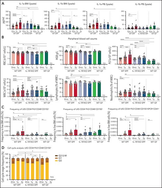 IL-1 is decreased in older WT GF mice, and WT GF and IL-1R1KO SPF mice show a reduced aging-associated increase of neutrophils, platelets, and phenotypic HSCs. (A) Concentration of IL-1a and IL-1b in BM and PB lysates in WT SPF, IL-1R1KO SPF, and WT GF animals. For 2mo mice, BM lysate: IL-1a, n = 32 WT, 8 IL-1R1KO, 17 GF; IL-1b, n = 16 WT, 8 IL-1R1KO, 20 GF; PB lysate: IL-1a, n = 34 WT, 9 IL-1R1KO, 4 GF; IL-1b, n = 26 WT, 9 IL-1R1KO, 4 GF. For 1y mice, BM lysate: IL-1a, n = 15 WT, 8 IL-1R1KO, 10 GF; IL-1b, n = 15 WT, 8 IL-1R1KO, 10 GF; PB lysate: IL-1a, n = 12 WT, 6 IL-1R1KO, 6 GF; IL-1b, n = 19 WT, 6 IL-1R1KO, 6 GF. For 2y mice, BM lysate: IL-1a, n = 35 WT, 10 IL-1R1KO; IL-1b, n = 22 WT, 11 IL-1R1KO; PB lysate: IL-1a, n = 30 WT, 10 IL-1R1KO; IL-1b, n = 29 WT, 10 IL-1R1KO. (B) PB cell counts in WT SPF, IL-1R1KO SPF, and WT GF mice. For 2mo mice, n = 26 WT, 26 IL-1R1KO, 12 GF; 1y mice, n = 36 WT, 19 IL-1R1KO, 13 GF; and for 2y mice, n = 30 WT, 22 IL-1R1KO. (C) Frequency of phenotypic LT-HSCs (LKS CD34–Flt3–CD48–CD150+), MPP1 (LKS CD34+Flt3–CD48–CD150+), and LT-HSC EPCR+CD41+ subpopulation (LKS CD34–Flt3–CD48–CD150+EPCR+CD41+) in BM of WT SPF, IL-1R1KO SPF, and WT GF mice. For 2mo mice, LT-HSCs: n = 12 WT, 12 IL-1R1KO, 8 GF; MPP1: n = 9 WT, 12 IL-1R1KO, 8 GF; LT-HSC EPCR+CD41+: n = 9 WT, 12 IL-1R1KO, 8 GF. For 1y mice, LT-HSCs: n = 17 WT, 9 IL-1R1KO, 7 GF; MPP1: n = 13 WT, 9 IL-1R1KO, 8 GF; LT-HSC EPCR+CD41+: n = 13 WT, 9 IL-1R1KO, 8 GF. For 2y mice, LT-HSCs: n = 12 WT, 10 IL-1R1KO; MPP1: n = 8 WT, 10 IL-1R1KO; LT-HSC EPCR+CD41+: n = 8 WT, 10 IL-1R1KO. (D) Cell cycle profiling of phenotypic LT-HSCs (LKS CD34–Flt3–CD48–CD150+) from WT SPF, IL-1R1KO SPF, and WT GF mice. For 2mo, n = 5 WT, 4 IL-1R1KO, 4 GF. For 1y mice, n = 5 WT, 4 IL-1R1KO, 6 GF. For 2y mice, n = 5 WT, 7 IL-1R1KO. Error bars represent standard deviation (SD) in all panels. P values were calculated using Student t test. *P < .05; **P < .01; ***P < .001; ****P < .0001. HGB, hemoglobin; N.A., not applicable; PLT, platelet; RBC, red blood cell; WBC, white blood cell.