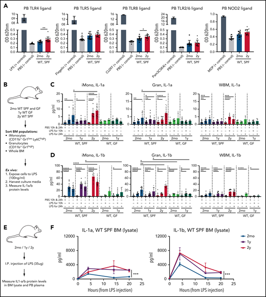 Microbially derived compounds are increased in blood of older mice, and older BM responds with increased and sustained IL-1 secretion upon LPS stimulation. (A) Relative levels of TLR and NOD2 ligands in heat-inactivated plasma samples from 2mo (n = 11) and 2y (n = 14) WT SPF mice measured by TLR/NOD HEK-Blue reporter cell lines. Selective ligands (n = 2) used as positive controls are indicated; unstimulated (PBS; n = 13) mice were used as negative controls. Measurements were taken from distinct animals, and distinct ligands were checked in the same plasma samples. (B) Experimental approach to test total BM and BM myeloid cell response to bacterial compounds in vitro. BM-resident iMono, CD11b+Gr1lowLy6Chigh; Gran, CD11b+Gr1high; and WBM nucleated cells were sorted from 2mo and 2y WT SPF and 2mo and 1y WT GF mice, seeded into 48-well plates (5 × 105 cells per well), and stimulated with PBS or LPS (100 ng/mL). After 10 and 24 hours, supernatants were harvested and IL-1a and IL-1b concentrations were measured by enzyme-linked immunosorbent assay (ELISA). Measurements were taken from distinct samples. (C) IL-1a concentration in supernatants after PBS or LPS stimulation of indicated cell populations from WT SPF, IL-1R1KO SPF, and WT GF mice. For 2mo mice, iMono: n = 10 WT-PBS, 12 WT-LPS10h, 19 WT-LPS24h, 6 GF-PBS, 3 GF-LPS10h, 3 GF-LPS24h; Gran: n = 22 WT-PBS, 10 WT-LPS10h, 21 WT-LPS24h, 8 GF-PBS, 5 GF-LPS10h, 5 GF-LPS24h; WBM: n = 25 WT-PBS, 11 WT-LPS10h, 15 WT-LPS24h, 8 GF-PBS, 4 GF-LPS10h, 4 GF-LPS24h). For 1y mice, iMono: n = 15 WT-PBS, 9 WT-LPS10h, 9 WT-LPS24h, 9 GF-PBS, 7 GF-LPS10h, 6 GF-LPS24h; Gran: n = 24 WT-PBS, 12 WT-LPS10h, 9 WT-LPS24h, 18 GF-PBS, 9 GF-LPS10h, 9 GF-LPS24h; WBM: n = 14 WT-PBS, 8 WT-LPS10h, 6 WT-LPS24h, 11 GF-PBS, 7 GF-LPS10h, 5 GF-LPS24h. For 2y mice, iMono: n = 12 WT-PBS, 6 WT-LPS10h, 16 WT-LPS24h; Gran: n = 15 WT-PBS, 9 WT-LPS10h, 15 WT-LPS24h; WBM: n = 13 WT-PBS, 6 WT-LPS10h, 13 WT-LPS24h. (D). IL-1b concentration in supernatants after PBS or LPS stimulation of indicated cell populations from WT SPF, IL-1R1KO SPF, and WT GF mice. For 2mo, iMono: n = 14 WT-PBS, 10 WT-LPS10h, 19 WT-LPS24h, 3 GF-PBS, 4 GF-LPS10h, 3 GF-LPS24h; Gran: n = 17 WT-PBS, 11 WT-LPS10h, 16 WT-LPS24h, 8 GF-PBS, 4 GF-LPS10h, 5 GF-LPS24h; tBM: n = 19 WT-PBS, 8 WT-LPS10h, 12 WT-LPS24h, 7 GF-PBS, 4 GF-LPS10h, 3 GF-LPS24h. For 1y mice, iMono: n = 6 WT-PBS, 9 WT-LPS10h, 11 WT-LPS24h, 10 GF-PBS, 9 GF-LPS10h, 6 GF-LPS24h; Gran: n = 24 WT-PBS, 12 WT-LPS10h, 9 WT-LPS24h, 15 GF-PBS, 11 GF-LPS10h, 9 GF-LPS24h; tBM: n = 14 WT-PBS, 8 WT-LPS10h, 6 WT-LPS24h, 9 GF-PBS, 6 GF-LPS10h, 3 GF-LPS24h. For 2y mice, iMono: n = 13 WT-PBS, 6 WT-LPS10h, 17 WT-LPS24h; Gran: n = 14 WT-PBS, 6 WT-LPS10h, 10 WT-LPS24h; tBM: n = 21 WT-PBS, 9 WT-LPS10h, 18 WT-LPS24h. (E) Experimental approach to measure differences in LPS response between young and older mice in vivo. First, 2mo, 1y, and 2y mice were intraperitoneally injected with PBS or LPS (35 μg per mouse). PB and femur BM lysates were harvested 4, 14, or 20 hours later, and IL-1a and IL-1b concentrations were measured by ELISA. (F) IL-1a and IL-1b concentrations in BM lysates of 2mo, 1y, and 2y mice 4, 14, and 20 hours after injection with PBS or LPS. For 2mo mice, IL-1a: PBS0h, n = 11; LPS4h, n = 13; LPS14h, n = 4; LPS20h, n = 5. IL-1b: PBS0h, n = 9; LPS4h, n = 10; LPS14h, n = 5; LPS 20h, n = 5. For 1y mice, IL-1a: PBS0h, n = 7; LPS4h, n = 4; LPS14h, n = 5; LPS20h, n = 5; IL-1b: PBS0h, n = 5; LPS4h, n = 4; LPS14h, n = 5; LPS20h, n = 5. For 2y mice, IL-1a: PBS0h, n = 14; LPS4h, n = 10; LPS14h, n = 4; LPS20h, n = 5; IL-1b: PBS0h, n = 13; LPS4h, n = 11; LPS14h, n = 4; LPS20h, n = 5. Error bars represent SD in all panels. P values were calculated using Student t test. *P < .05; **P < .01; ***P < .001; ****P < .0001. OD, optical density; tBM, total BM.