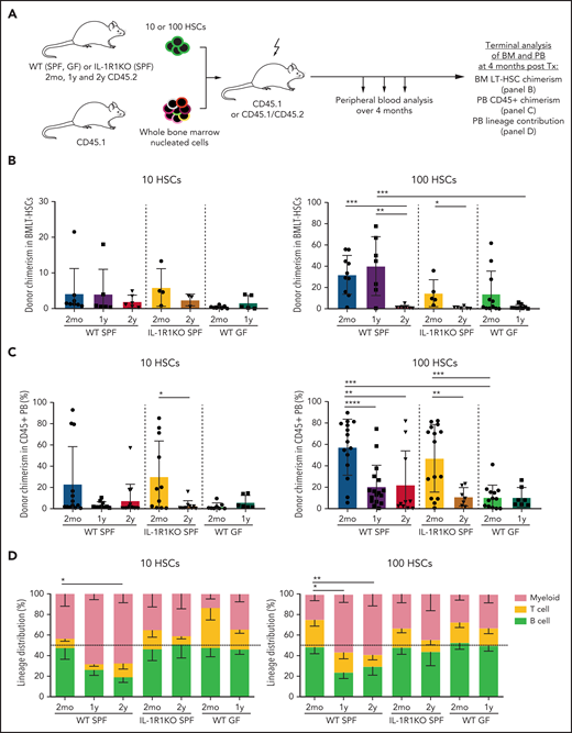 Older HSC populations from WT GF and IL-1R1KO SPF mice do not generate myeloid-biased output upon transplantation. (A) Schematic experimental approach to test self-renewal and differentiation capacity of 2mo, 1y, and 2y LT-HSCs from WT SPF, IL-1R1KO SPF, and WT GF mice. Phenotypic LT-HSCs (10 or 100 LKS CD34–Flt3–CD48–CD150+ cells) from CD45.2 mice were transplanted together with rescue total BM (300 000 cells from CD45.1 mice) into lethally irradiated mice (CD45.1+ or F1 CD45.1+/CD45.2+). Transplanted mice were bled once per month to follow donor engraftment and lineage repopulation capacities. BM LT-HSC donor chimerism, PB CD45+ donor chimerism, and PB lineage contribution of donor LT-HSCs was assessed 4 months after transplantation (Tx). (B) BM chimerism frequency analysis of donor (CD45.2+) LT-HSCs from 2mo, 1y, and 2y LT-HSCs from WT SPF, IL-1R1KO SPF, and WT GF donor mice 4 months after transplantation. WT SPF 2mo 10/100 cells, n = 8/10; WT SPF 1y 10/100 cells, n = 6/7; WT SPF 2y 10/100 cells, n = 6/7; IL-1R1KO SPF 2mo 10/100 cells, n = 4/5; IL-1R1KO SPF 2y 10/100 cells, n = 3/6; WT GF 2mo 10/100 cells, n = 8/11; WT GF 1y 10/100 cells, n = 5/9. In (B-D), “n” refers to recipient animals. For donors, a minimum of 3 biological replicas (1 biological replica is a pool of 2 mice) were used per condition. Engraftment levels of >0.1% were considered. (C) PB CD45+ chimerism contribution of 10 or 100 LT-HSCs from 2mo, 1y, and 2y LT-HSCs from WT SPF, IL-1R1KO SPF, and WT GF donor mice 4 months after transplantation. WT SPF 2mo 10/100 cells, n = 13/15; WT SPF 1y 10/100 cells, n = 10/17; WT SPF 2y 10/100 cells, n = 14/10; IL-1R1KO SPF 2mo 10/100 cells, n = 11/15; IL-1R1KO SPF 2y 10/100 cells, n = 10/7; WT GF 2mo 10/100 cells, n = 8/13; WT GF 1y 10/100 cells, n = 6/7. Engraftment levels of >0.1% were considered. (D) Lineage contribution of transplanted 10 or 100 LT-HSCs from 2mo, 1y, and 2y WT SPF, IL-1R1KO SPF, and WT GF mice 4 months after transplantation into WT SPF mice, respectively. Transplanted HSC contribution to myeloid cells (CD45.2+ CD11b+CD3e–CD19–) is indicated in red, to T cells (CD45.2+ CD3e+CD19–) in yellow, and to B cells (CD45.2+ CD3e–CD19+) in light green. WT SPF 2mo 10/100 cells, n = 11/12; WT SPF 1y 10/100 cells, n = 5/9; WT SPF 2y 10/100 cells, n = 9/11; IL-1R1KO SPF 2mo 10/100 cells, n = 11/15; IL-1R1KO SPF 2y 10/100 cells, n = 10/7; WT GF 2mo 10/100 cells, n = 8/13; WT GF 1y 10/100 cells, n = 6/7. Dashed line represents 50% cut off for biased lineage repopulation. Error bars represent SD in (B-C) and SEM in (D). P values were calculated using Student t test. *P < .05; **P < .01; ***P < .001; ****P < .0001.