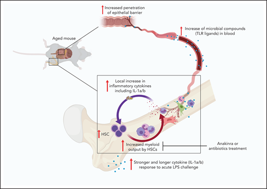 HSC inflammaging model. Aging is associated with increased microbial compounds in blood because of increased permeability of the intestinal barrier. Blood-derived microbial compounds stimulate pattern recognition receptors. Multiple BM cells stimulated via pattern recognition receptors release IL-1a and IL-1b. IL-1–induced signaling imprints myeloid bias on HSCs. Myeloid-biased HSCs accumulate with age and increase their myeloid cell output. Myeloid cells produce higher and more sustained IL-1a and IL-1b upon LPS stimulation, thus sustaining an HSC inflammaging process. Microbiota IL-1–dependent onset of a myeloid-differentiation bias in HSCs during physiological aging can be substantially reverted by treatment with antibiotics or IL-1 antagonists.