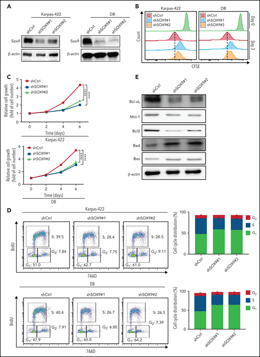 Inhibition of SOX9 in IGH-BCL2+ DLBCL cells impairs cell survival and proliferation. Immunoblot (A) and CFSE proliferation (B) assays of SOX9− Karpas-422 and DB cells. (C) Hemocytometer counts of the number of SOX9− Karpas-422 and DB cells. (D) SOX9− Karpas-422 and DB cells were exposed to BrdU for 4 hours before flow cytometry analysis. Quantitation of the percentage distribution of cell cycle phases was determined by gating of live cells in the G1 (light gray bar), S (dark gray bar), or G2 (white bar) phases. (E) Immunoblot assay of expression of Bcl-xL, Mcl-1, Bcl-2, Bad, and Bax. β-Actin was included as the control for equal loading. (C-D) Data represent the mean ± SD of technical triplicates. ****P < .005. CFSE, carboxyfluorescein diacetate succinimidyl ester.