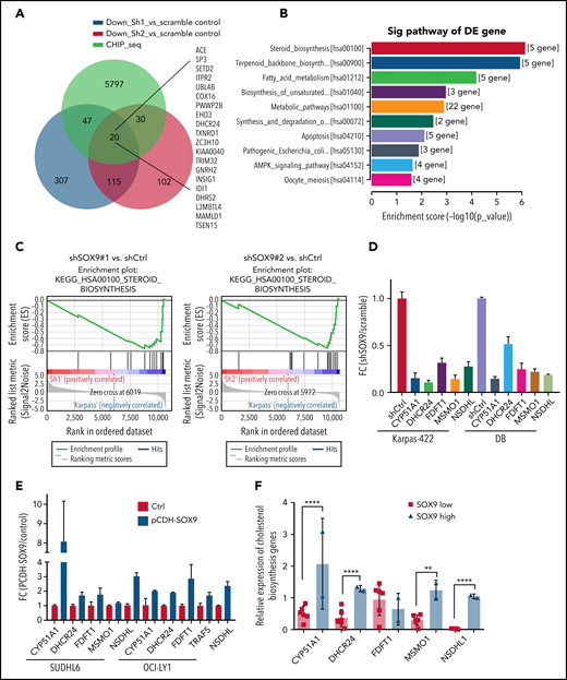 SOX9 regulates expression of cholesterol biosynthesis–related genes. (A) A Venn diagram of a small subset of overlapping SOX9-responsive genes downregulated in RNA-seq and showing a SOX9 peak in ChIP-seq. Green, blue, and red overlaid region (n = 20). Genes are listed to the right. (B) KEGG analysis of SOX9-responsive genes categorized according to the top 10 signaling pathways. (C) Downregulation of the steroid biosynthesis pathway in SOX9− Karpas-422 cells compared with the control, based on Gene Set Enrichment Analysis of SOX9-responsive genes. (D) Real-time PCR validation of steroid biosynthesized gene expression in SOX9− Karpas-422 cells and DB cells. (E) qRT-PCR determination of steroid biosynthesized gene expression in SUDHL6 and OCI-LY1 cells transduced with pCDH-SOX9 lentivirus. (F) Real-time PCR assay determined the relative expression of steroid biosynthesized genes in DLBCL cells with high (n = 2) and low (n = 6) levels of SOX9. (D-F) Data represent the mean ± SD of technical triplicates. **P < .01; ****P < .005. KEGG, Kyoto Encyclopedia of Genes and Genomes.