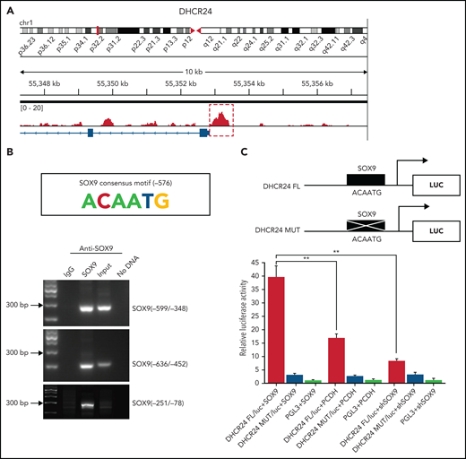 SOX9 binds directly to the cholesterol biosynthesized gene DHCR24. (A) Binding profiles and peak calling records of SOX9 in the DHCR24 promoter. Significant peak (P < 3. 3 × 10−11) is highlighted by a red box with dotted line. (B) ChIP assay validation of the SOX9 binding site in the promoter of DHCR24. The SOX9 consensus binding motif from −576 to −571 on the promoter of DHCR24 is schematically represented. (C) Luciferase reporter plasmids carrying wild-type DHCR24 promoter or DHCR24 promoter with mutated SOX9 binding site was cotransfected with pCDH-SOX9, shSOX9, or vector control lentiviral plasmids in 293T cells. Luciferase activities were measured 48 hours after transfection, and normalized against firefly luciferase activities. Schematic representation of DHCR24 FL and DHCR24 mutant luciferase reporter plasmids is shown. (C) Data represent the mean ± SD of technical triplicates. **P < .01.