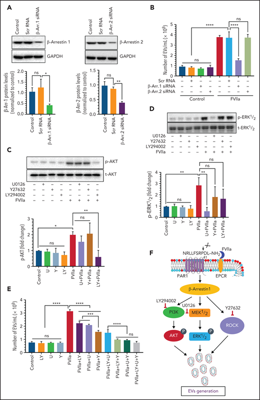 Mechanism of FVIIa-induced biogenesis of EVs in endothelial cells. (A) HUVECs were transfected with scr RNA or β-arrestin 1 (β-Arr.1) or β-arrestin 2 (β-Arr.2) siRNA (200 nM each) for 48 hours. The extent of β-arrestin knockdown was examined by immunoblot analysis (top) and quantified by densitometry (bottom). (B) β-Arrestin 1– or β-arrestin 2–silenced endothelial cells were serum starved for 1 hour and then treated with a control vehicle (Con) or FVIIa (100 nM) for 24 hours. EVs were isolated from the conditioned medium and quantified by NTA. (C-D) Serum-starved HUVECs were treated for 1 hour with specific inhibitors of AKT, ERK1/2, or ROCK: LY294002 (LY, 25 µM), U0126 (U, 20 µM), or Y27632 (Y, 10 µM), respectively. The cells were treated with a control vehicle or FVIIa (100 nM) for 1 hour (C) or 20 minutes (D), to assess the activation of AKT or ERK1/2, respectively, by immunoblot analysis (top), and the band intensities were quantified by densitometry to determine the extent of activation (bottom). (E) HUVECs were treated with LY294002, U0126, or Y27632, alone or in combination, at the concentrations and for the times described for panels C and D and then exposed to the control vehicle or FVIIa (100 nM). After 24 hours, EVs were isolated from the conditioned medium and quantified by NTA. (F) The potential signaling mechanism involved in FVIIa-induced generation of EVs. *P < .05; **P < .01; ***P < .001; ****P < .0001; ns, not significant. GAPDH, glyceraldehyde phosphate dehydrogenase.