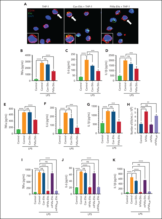 Anti-inflammatory potential of FVIIa-released EEVs. (A) An equal number of EEVs (2 × 108) were isolated from HUVECs labeled with fluorescent PKH67 dye and then treated for 24 hours with a control vehicle (Con EVs) or FVIIa (100 nM). FVIIa-EVs were incubated with THP-1 cells for 4 hours. EV uptake by THP-1 cells was analyzed by monitoring PKH67 fluorescence (green) in the cells. DAPI was used to stain the nuclei, and anti-CD14 antibodies were used to stain the monocytic cell surface marker CD14. Images were taken by a confocal microscope with a 63× objective lens (LSM 510 Meta; Zeiss). (B-D) THP-1 cells were incubated with a control vehicle (Control) or EVs derived from HUVECs treated with a control vehicle (Con EVs) or FVIIa (FVIIa EVs) for 4 hours. After the cells were washed to remove free EVs, they were challenged with LPS (200 ng/mL). After 12 hours, the levels of proinflammatory cytokines, TNF-α (B), IL-6 (C), or IL-1 β (D) in the supernatant medium was determined by ELISA. (E-G) PBMCs isolated from human blood were incubated with a control vehicle or EEVs and challenged with LPS, as described for panels B, C, and D. TNF-α (E), IL-6 (F), and IL-1β (G) in the supernatant medium were measured by ELISA. (H) Murine endothelial cells (bEND.3) were treated with 100 nM of hFVIIa, mFVIIa, or mFVIIaL4F for 24 hours. EEVs released into the supernatant medium were quantified by NTA. (I-K) An equal number of EVs (2 × 108) isolated from bEND.3 cells treated with a control vehicle (Con EVs), hFVIIa (hFVIIa EVs), mFVIIa (mFVIIa EVs), or mFVIIaL4F (mFVIIaL4F EVs) were incubated with murine peritoneal macrophages for 4 hours and then challenged with LPS for 12 hours. The levels of TNF-α (I), IL-6 (J), and IL-1β (K) in the supernatant medium were determined by ELISA. *P < .05; **P < .01; ***P < .001; ****P < .0001; ns, not significant.