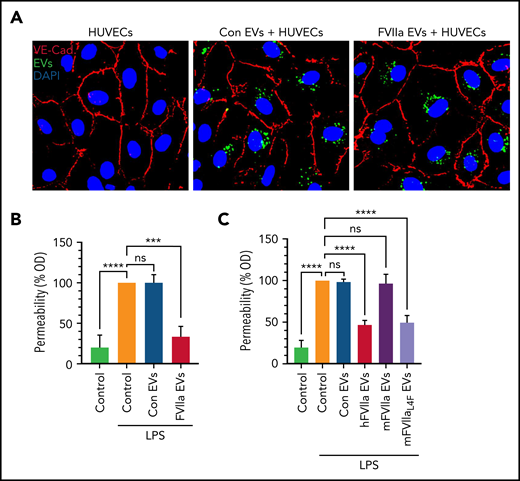 FVIIa-released EEVs induce barrier protection in target endothelial cells. (A) An equal number of EVs (2 × 108), released from HUVECs prelabeled with PKH67 dye and treated with a control vehicle (Con EVs) or FVIIa (FVIIa EVs), were incubated with naive HUVECs for 4 hours. The uptake of EEVs by target naive endothelial cells was determined by analyzing PKH67 fluorescence (green). Endothelial cells were immunostained for VE-cadherin to identify the cell periphery. Nuclei were stained with DAPI. (B) HUVECs grown to confluence in transwells were incubated with a control vehicle (Control) or EVs (2 × 108) released from HUVECs treated with control vehicle (Con EVs) or FVIIa (FVIIa EVs) for 4 hours. After 4 hours, the monolayer was washed twice and challenged with LPS (200 ng/mL). Barrier permeability was measured 12 hours after the addition of LPS, as described in “Materials and methods.” The barrier permeability (OD readings) observed in cells treated with LPS that were not exposed to EVs were taken as 100%. (C) bEND.3 cells grown to confluence in transwells were exposed to control vehicle (Control) or EVs (2 × 108) released from bEND.3 cells treated with a control vehicle (Con EVs), hFVIIa (hFVIIa EVs), mFVIIa (mFVIIa EVs), or mFVIIaL4F (mFVIIaL4F EVs). LPS-induced barrier permeability was evaluated as described in panel B. ***P < .001; ****P < .0001; ns, not significant.