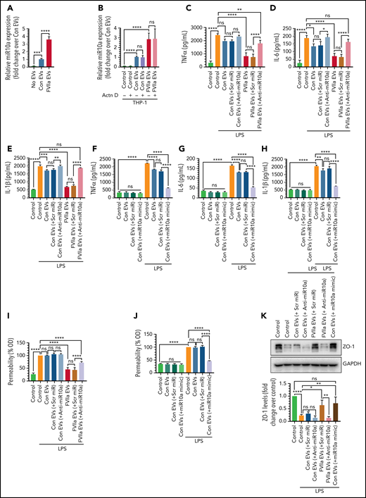 FVIIa-derived EEVs promote anti-inflammation and endothelial barrier protection via miR10a transfer. (A) miR10a expression levels in THP-1 cells after the uptake of EEVs. An equal number of EVs (2 × 108), released from endothelial cells treated with control vehicle (Con EVs) or FVIIa (FVIIa EVs), were incubated with THP-1 cells for 4 hours. Free EVs were removed, the cells were washed twice, and the miR10a level in the THP-1 cells was determined by qRT-PCR. (B) Increased miR10a level in THP-1 cells after EEV uptake resulted from the transfer of miR10a from EEVs to THP-1 cells and were not related to de novo transcription. THP-1 cells were treated with actinomycin D (Actn D; 10 µg/mL) for 8 hours before they were exposed to EEVs. The rest of the experimental procedure was the same as described in panel A. (C-E) The transfer of miR10a from EEVs to THP-1 cells confers anti-inflammatory phenotype to THP-1 cells. An equal number of EVs (2 × 108), isolated from HUVECs transfected with scrambled miR (scr miR) or anti-miR10a and then treated with a control vehicle or FVIIa, were incubated with THP-1 cells (2 × 106) for 4 hours to allow for the uptake of EEVs by THP-1 cells. Thereafter, THP-1 cells were challenged with LPS (200 ng/mL) for 12 hours, and the release of TNF-α (C), IL-6 (D), and IL-1β (E) was measured by ELISA. (F-H) Uptake by THP-1 cells of EEVs containing miR10a mimic reduced the elaboration of LPS-induced inflammatory cytokines. HUVECs were transfected with scr miR or miR10a mimic RNA (20 nM). EVs, isolated from the supernatant medium (2 × 108), were left to fuse with the THP-1 cells for 4 hours. The cells were challenged with LPS for 12 hours, and the levels of TNF-α (F), IL-6 (G), and IL-1β (H) in the supernatant medium were determined. (I-J) miR10a-dependent endothelial barrier protection in target endothelial cells after the uptake of EEVs EVs containing scr miR, anti-miR10a, or miR10a mimic were generated as described in panels C to H. They were left for 4 hours to fuse with endothelial cells grown to confluence in a transwell system. The cells were challenged with LPS (200 ng/mL), and barrier permeability was assessed 12 hours after the LPS challenge. The barrier permeability (OD readings) observed in cells treated with LPS that were not exposed to EVs were taken as 100%. (K) Naive HUVECs fused with control- or FVIIa-EEVs containing scr miR, anti-miR10a, or miR10a mimic were treated with LPS (200 ng/mL) for 6 hours, and ZO-1 levels in the cell extracts were assessed by immunoblot analysis. *P < .05; **P < .01; ***P < .001; ****P < .0001; ns, not significant.