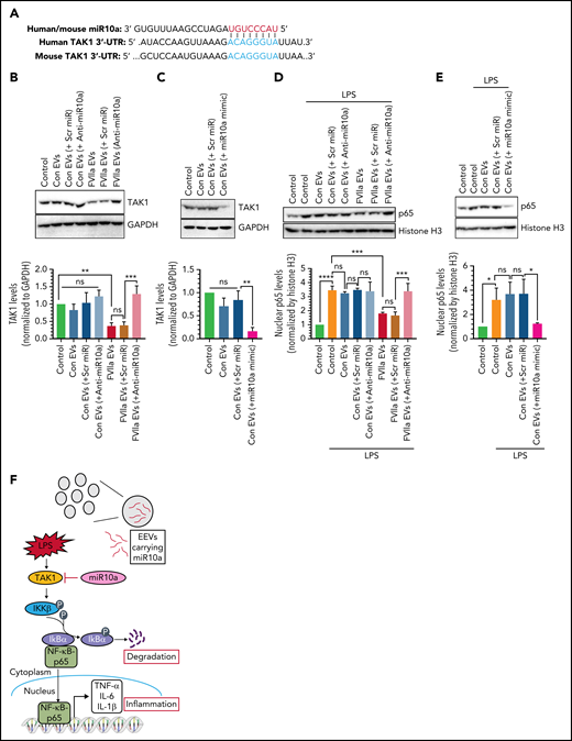 FVIIa-released EEVs prevent LPS-induced inflammation via miR10a-dependent downregulation of the TAK1-NF-ĸB signaling axis. (A) miR10a putative binding site within the 3'-UTR of TAK1. (B) An equal number of EVs (2 × 108), isolated from the conditioned medium of HUVECs that were transfected with scr miR or anti-miR10a and then treated with control vehicle or FVIIa, were left to fuse with THP-1 for 4 hours. The levels of TAK1 protein in THP-1 cells were analyzed by immunoblot analysis (top), and the band intensities were quantified by densitometric analysis (bottom). (C) EVs (2 × 108), generated from HUVECs transfected with scr miR or miR10a mimic, were added to THP-1 cells. Four hours later, the expression of TAK1 was analyzed by immunoblot analysis (top), and the band intensities were quantified by densitometric analysis (bottom). (D) THP-1 cells that incorporated control-EEVs or FVIIa-EEVs containing scr miR or anti-miR10a were treated with LPS for 30 minutes. The nuclei were isolated, and the levels p65 were determined by immunoblot analysis (top). Histone H3 was used as a control for the loading of nuclear proteins and used for normalization in densitometric analysis (bottom). (E) Control EEVs and control EEVs containing scr miR or miR10a mimic were incubated with THP-1 cells for 4 hours. The cells were treated with LPS for 30 minutes, and p65 levels in nuclei were analyzed as described in panel D. (F) Schematic representation of how miR10a, transferred via FVIIa-EEVs, downregulates the NF-ĸB–mediated inflammatory pathway in monocytes. An inflammatory stimulus, such as LPS, induces TAK1 activation, which in turn, induces IĸBα phosphorylation and its subsequent degradation to release the NF-ĸB p65 subunit to enter the nucleus to induce the expression of proinflammatory genes, such as TNF-α, IL-1β, and IL-6. miR10a, transferred from FVIIa-EEVs, regulates the TAK1-NF-ĸB signaling pathway by targeting TAK1 (F). **P < .01; ***P < .001; ****P < .0001; ns, not significant.