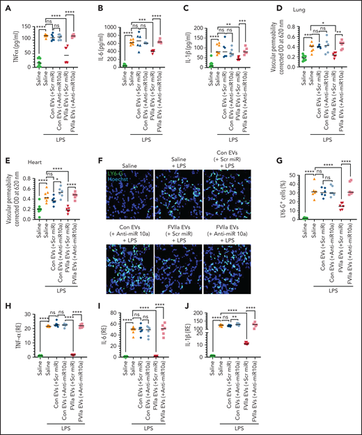 Administration of FVIIa-released EEVs to mice protects against LPS-induced inflammation and barrier disruption. (A-F) EVs were isolated from the supernatant medium of bEND.3 cells that were transfected with scr miR or anti-miR10a, and then treated with a control vehicle or FVIIa. An equal number of EVs (2 × 108) were administered to C57WT/6J mice via the tail-vein. Four hours later, mice were given an intraperitoneal injection of LPS (5 mg/kg). Twelve hours after administration of LPS, blood was obtained from the mice, and the levels of TNF-α (A), IL-6 (B), and IL-1β (C) in the plasma were measured. In a subset of the same group of mice, vascular leakage into the lung (D) and heart (E) was evaluated. In another subset, mice were euthanized 6 hours after administration of LPS, and the lungs were collected. Lung tissue sections were stained for neutrophil infiltration and imaged at 40× magnification (F), and the number of neutrophils was counted (G). (H-J) EEVs (2 × 108), isolated as described for panel A, were administered into the peritoneum of C57WT/6J mice. Four hours later, LPS (5 mg/kg) was administered to the mice IP. Two hours after administration, the mice were euthanized, and peritoneal macrophages were isolated. mRNA expression levels of TNF-α (H), IL-6 (I), and IL-1β (J) were determined by qRT-PCR. *P < .05; **P < .01; ***P < .001; ****P < .0001; ns, not significant.