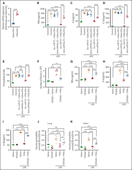 Anti-inflammatory and barrier protective effects of FVIIa-released EEVs in vivo and dependency on miR10a. (A) C57WT/6J mice were given saline or FVIIa (0.25 mg/kg) via the tail vein. Two hours later, blood was collected, and the EVs were isolated from the plasma. An equal number of EEVs (2 × 108) were used to determine miR10a expression levels by qRT-PCR. (B-D) An equal number of EVs (2 × 108), isolated from the plasma of mice treated with saline or FVIIa, as in panel A, were incubated with murine peritoneal macrophages that had been transfected (T) with scr miR or anti-miR10a. The macrophages were then challenged with LPS (200 ng/mL) for 12 hours and the release of TNF-α (B), IL-6 (C), and IL-1β (D) was measured by ELISA. (E) EEVs, isolated from mice as in panel A, were allowed to incorporate into bEND.3 cells cultured in a transwell system and transfected (T) with scr miR or anti-miR10a. The cells were challenged with LPS (200 ng/mL), and barrier permeability was measured at 12 hours after the addition of LPS. (F) C57WT/6J mice were given a ROCK inhibitor, Y27632 (1 mg/kg), via the tail vein 1 hour before injection of saline or FVIIa (0.25 mg/kg) via the same route. Two hours after administration of FVIIa, EVs in the circulating blood were isolated and quantified by NTA. (G-I) C57WT/6J mice were given Y27632 and FVIIa, as described in panel F. At 2 hours after administration of FVIIa, LPS was administered (5 mg/kg, IP). Twelve hours after LPS challenge, plasma proinflammatory cytokines, TNF-α (G), IL-6 (H), and IL-1β (I) were measured by ELISA, and vascular permeability in the lungs (J) and heart (K) were evaluated as described in “Materials and methods.” *P < .05; **P < .01; ***P < .001; ****P < .0001; ns, not significant.