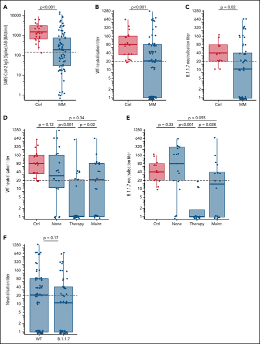 Serological response after two doses of mRNA SARS-CoV-2 vaccination. (A) SARS-CoV-2 (Spike) antibody (AB) levels stratified for healthy controls (Ctrl) vs patients with multiple myeloma (MM) (≥8.52-11 360 BAU/mL considered as positive). The gray dashed line denotes the spike IgG cutoff of 143.5 BAU/mL corresponding to a WT neutralization titer ≥1:20 as determined by ROC analysis. WT neutralization titers stratified for healthy controls vs patients with MM (B) and healthy controls in comparison with different therapy status (none, on therapy, and on maintenance) of patients with MM (D). B.1.1.7 neutralization titers stratified for healthy controls vs patients with MM (C) and healthy controls in comparison with different therapy status of patients with MM (E). (F) Comparison of neutralization titers against WT and B.1.1.7. Gray lines in panels B-F denote a neutralization titer ≥1:20 corresponding to adequate protective neutralization capacity. P values are corrected for multiple testing with the Benjamini-Hochberg method.