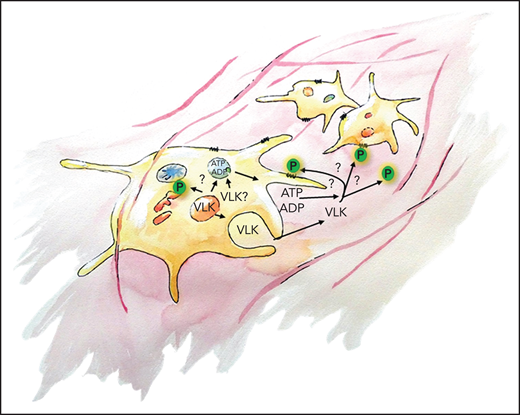VLK is important for thrombus formation in vivo. VLK is primarily stored in α-granules of platelets and is released upon activation. It is crucial for exocytosis of dense granules; however, the precise mechanism is unknown. VLK also acts as an extracellular kinase and can result in autocrine and paracrine substrate phosphorylation (P). VLK is important for platelet aggregation and supports fibrin deposition.