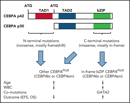 Schematic overview of CEBPA mutations in AML: impact of CEBPA mutation site on disease biology and outcome. bi, biallelic; bZIP, basic leucine zipper region; EFS, event-free survival; mut, mutation; OS, overall survival; sm, single mutation; TAD, transactivation domain; WBC, white blood cell count.