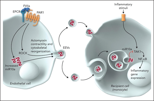 FVIIa-released EVs transmit signals from endothelial cells to monocytes. FVIIa, upon binding to EPCR on endothelial cells, activates PAR1. FVIIa-EPCR-PAR1–mediated cell signaling results in the activation of ROCK and upregulation of miR 10a expression. ROCK mediates actomyosin contractility and cytoskeletal reorganization, which results in the shedding of EVs from the plasma membrane. miR 10a is packaged into the FVIIa-released EVs. Monocytes take up FVIIa-released EVs by either membrane fusion or endocytosis, and miR 10a is delivered into the cytosol. TAK1 is the central signaling molecule activated by a vast array of inflammatory stimuli and the crucial player in the activation of NF-κB and subsequently NF-κB–mediated inflammatory gene expression. miR 10a binds to TAK1 and degrades it and thus inhibits NF-κB activation and suppresses inflammatory gene expression. Professional illustration by Somersault18:24.