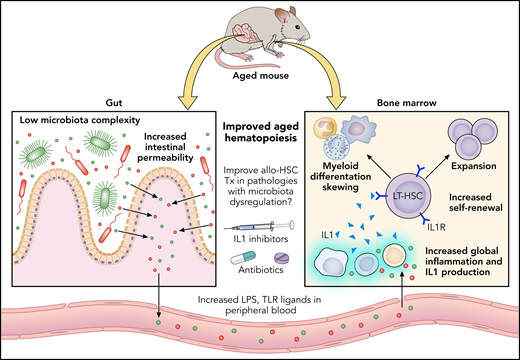 Aging is associated with increased microbial compounds in blood because of increased permeability of the intestinal barrier. Increased levels of microbial compounds in blood stimulate the activation of the IL-1 axis in BM, which drives the HSC myeloid differentiation skewing. The effect on HSCs is IL-1 receptor-dependent and it can be targeted by administration of IL-1 inhibitors or by antibiotic treatment. This gut–BM axis reinforces the importance of the intestinal integrity and the microbiota in allo-HSCT and also as a possible therapeutic target for the aging-related HSC myeloid skewing. Graphics were modified from Servier Medical Art, licensed under a Creative Common Attribution 3.0 Generic License. http://smart.servier.com/.